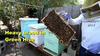 Bee Inspection - July 3rd 2020
