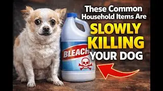 You Have This in Your House &mdash; It&rsquo;s Dangerous for Your Dog