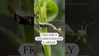 Aphid problems? Hoverfly larvae to the rescue! 🐛 #hoverfly #larva #pestcontrol #aphids #meme