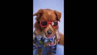 Cute Animals for When You Are Feeling Down#
