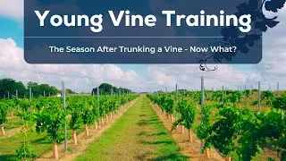 The Season After Trunking a Vine - Now What?