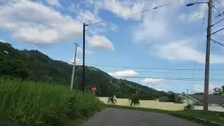 Cherry Gardens | Graham Heights | Jamaica