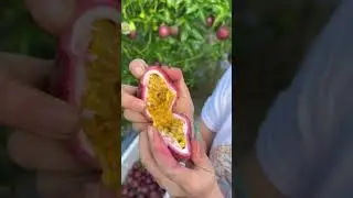 fresh passion fruit#agriculture#rural life#farming#planting #naturallife#garden#Harvesting #fruit