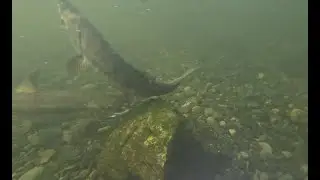 2025 Chum Migration - Snuneymuxw Marine Division Footage