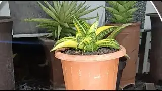 live sale sansevieria varigata and hybrid 0 20 #sansevieria #Budinursery
