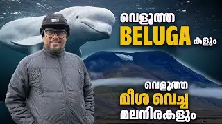 EP 102 : വെളുത്ത BELUGA- കളും വെളുത്ത മീശ വെച്ച മലനിരകളും| LJ Talks