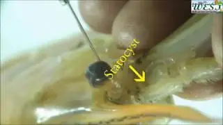 DISSECTION OF PRAWN STATOCYST (రొయ్య స౦తులన కోశము విచ్చేదన)