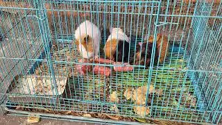 Gunipig Food Time activity #gunipig  #kanhaiyasir #nonstoptalkingparrot #birds 