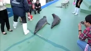 【アザラシ】アザラシタッチ後の楽しみ方（二見シーパラダイス／水族館）