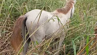 #animais#cavalo#viralvideos#viralizei#foyupage#fypage#foyur#hose#fyyp #animaisdeestimação#viralreels