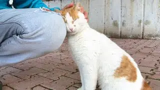 A Sweet Ginger Cat Rubs Against Me Asking for Pets