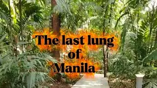 The last  lung of Manila(Arroceros forest Park) #beautifulplace 