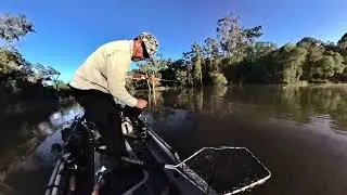 Barra 105 cm  on the 3” Zman Minnow . 17/4/25