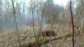 Forest Explosion
