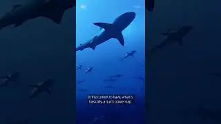 Grey reef sharks surf currents to save energy 🦈⁠⁠