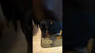 Ну и какая работа после такого?😁 #dogslife #happydog#питомцы#таксатося#натуся#nfocusion