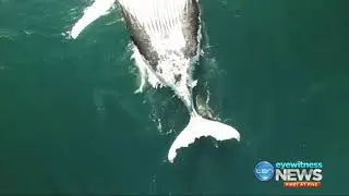 Tiger Shark Caught By Drone Feesting on Whale Carcass - Hover UAV
