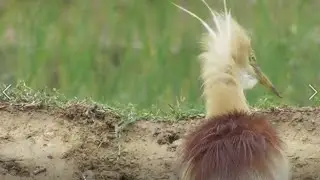 Squacco heron , Javan pond heron , Indian pond heron || World Outside