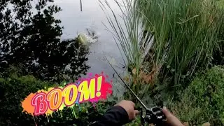 Boom Strike | Giant Snakehead Fishing Top Water Strike
