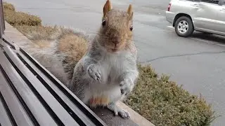 Meet George - the curious squirrel