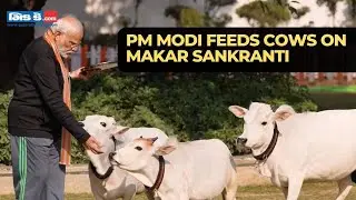 Makar Sankranti 2024: Watch PM Modi feeding cows at his official residence