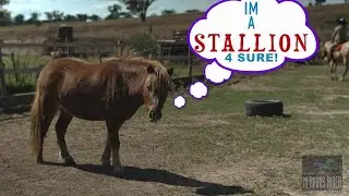 Mini Horse Thinks He's a Stallion!- Toki Interferes With Szara's Ride! - Horse Desensitization  2024