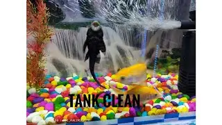 Fish tank clean🐬#fishtank #fish #fishtankcleaning #fishingvideo #views #neture