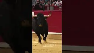 UN TORO BRAVO GIGANTE #bull #spain