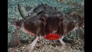 Diving dream place, Cocos Island, Costa Rica in 2018