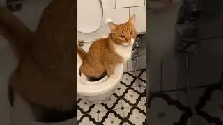 Gato fazendo xixi no vaso #shorts