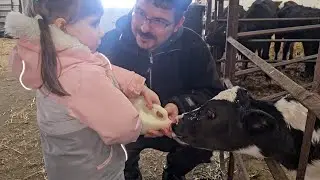 A Day on the Canadian cow farm🐄 Family Bonding and Farming life. Жизнь в деревне на ферме, коровник🐄