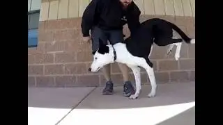 Splitz Handstand