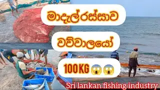 මාදැල් රස්සාව . 01 කොටස 🐟🐠🦈🐙 #fishing #fish #fishmarket #seafood 