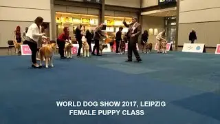WORLD DOG SHOW 2017 | FEMALE PUPPY #AKITA #WDS | GERMANY, LEIPZIG | #WDS2017 | #犬秋田