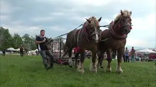 Gaštan a Mišo, víťazi ťažkého ťahu vo váhovej kategórii do 1600 kg! (Kľačianska podkova 2024)