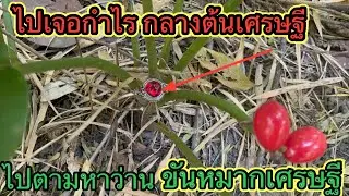 ไปตามหาบ้านขันหมากเศรษฐีแต่ดันไปเจอกำไรอยู่กลางต้นขันหมากเศรษฐี 😮🙏🙏🙏￼