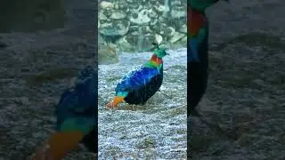 Nepal's national bird is the Himalayan Monal (Lophophorus impejanus), also known as the Danphe .