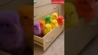 Cute Colourfull Chicks🐥#chicks #birds #cute #babyanimals