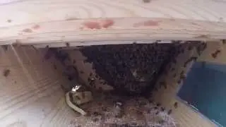 SpotOn Farm, bees building comb in the Kenyon top bar bee hive.