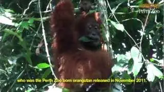 Sumatran Orangutan Release in Bukit Tigapuluh, Sumatra