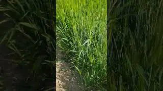 Difference between two rows and  six rows barley
