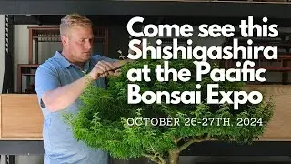 Come see this Shishigashira at the 2024 Pacific Bonsai Expo!