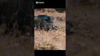 Один выстрел, один кабан &mdash; совершенно неожиданно!  #wildboar #youtubeshorts #subscribe #hunting #yt