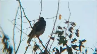 Common myna bird sound.Common Myna's Funniest Moments: Laughter Guaranteed