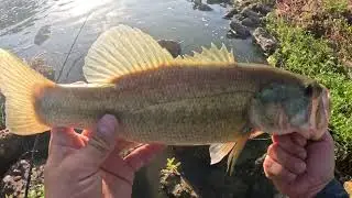 4K Bass Fishing USA Largemouth Bass Alligator Shimano Metanium DC  Megabass KSK BAITS アメリカでバス釣り