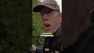 Surviving on Edible Wild Fruits in Remote Alaska