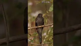 grey bellied cuckoo spotted @SunilsClikz#viral #youtubeshorts #reels #wildlife #birdphotography