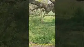 Searching for Rare Bird 🐦 - Deep Forest #shorts