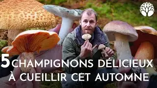 C'est la saison des champignons ! En voici 5 qui sont d&eacute;licieux !