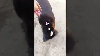 happy holi 🎈☺️💐🎉🐕 #comedy #funny #fun #semi #doglover #holispecial